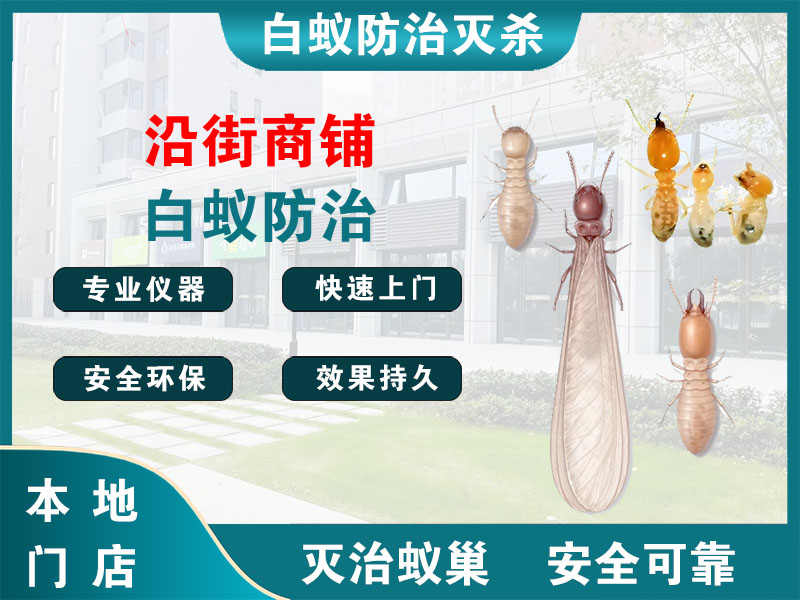 临平区沿街商铺白蚁防治