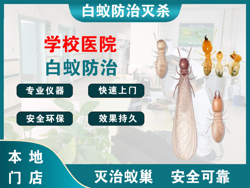 临平区学校医院白蚁防治