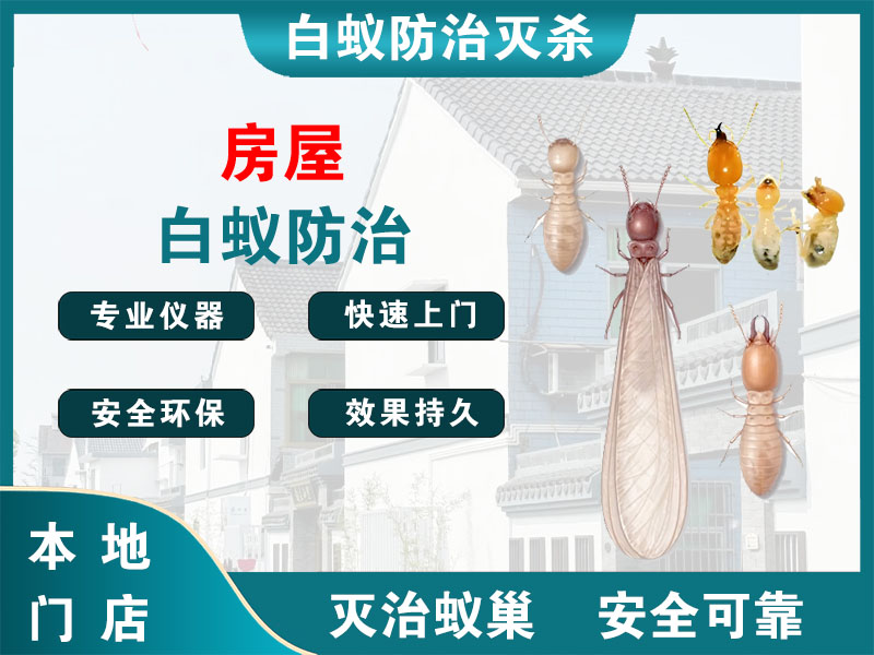 临平区房屋白蚁防治